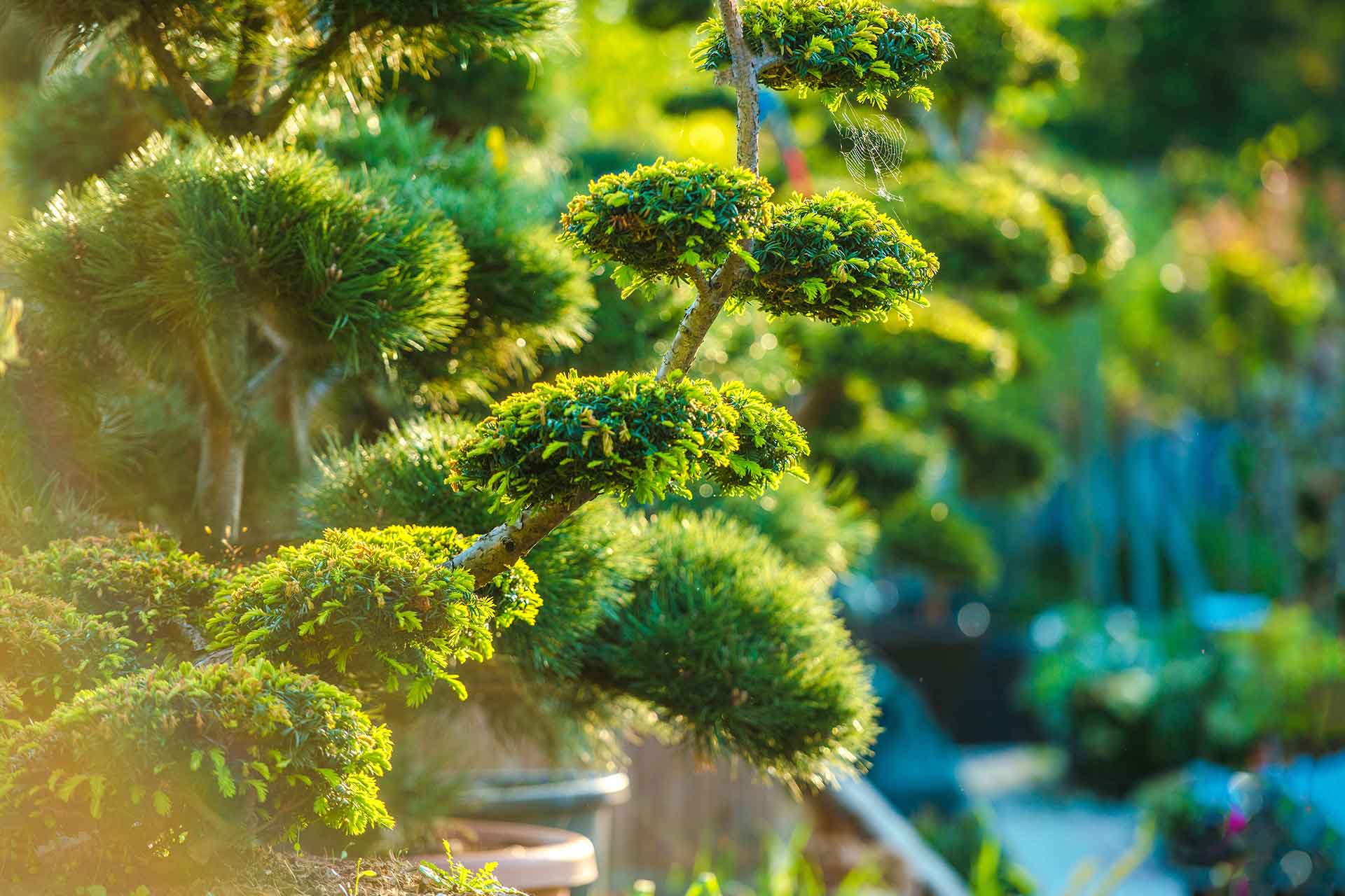 Fitzsimmons Zen Garden (Coming Soon)